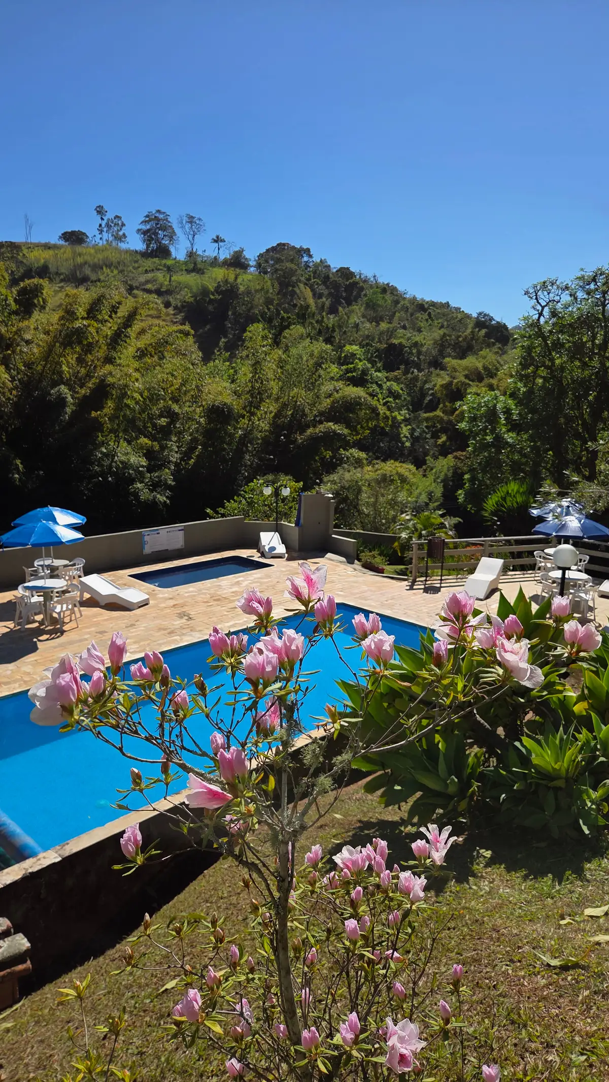 Flores cor-de-rosa na frente da piscina, com guarda-sóis ao fundo