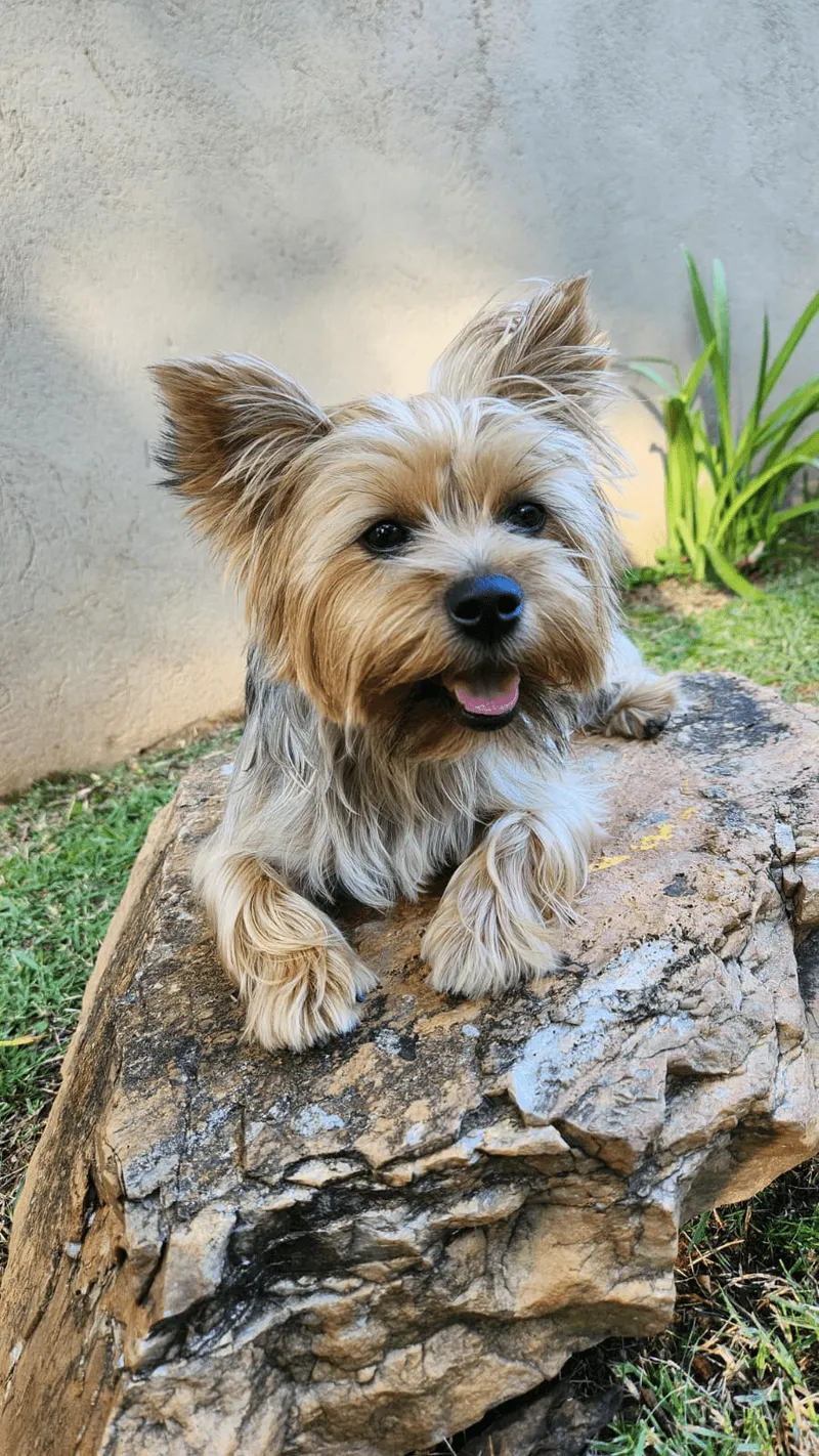 Cachorro de pequeno porte no gramado da pousada